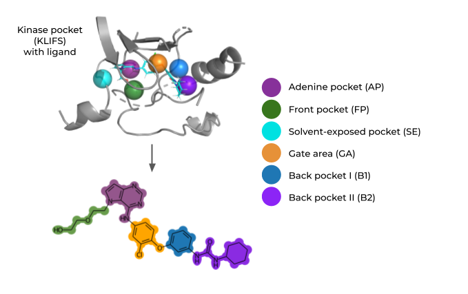 Ligands co-crystalized with kinases are fragmented with respect to important kinase subpockets, resulting in a kinase-focused fragment library (KinFragLib) used for chemical space analysis and recombination.