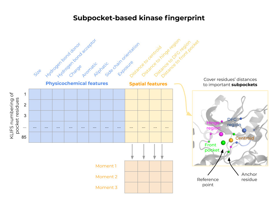Kinase structural similarity (KiSSim) is calculated by pairwise comparisons of subpocket-based kinase fingerprints, considering each pocket residue&rsquo;s physicochemical properties and spatial arrangement towards important subpockets and the pocket center.